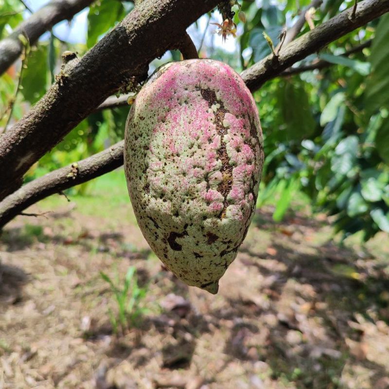 Mature Criollo pod phenotype showing husk texture and color